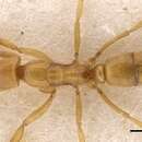 Image of Hypoponera exoecata (Wheeler 1928)