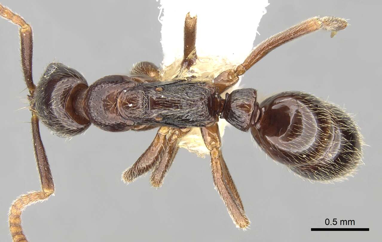 Image of Leptogenys sulcinoda (Andre 1892)