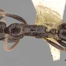 Image of Leptogenys yerburyi Forel 1900
