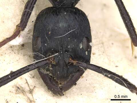 Leptogenys chalybaea (Emery 1887)的圖片