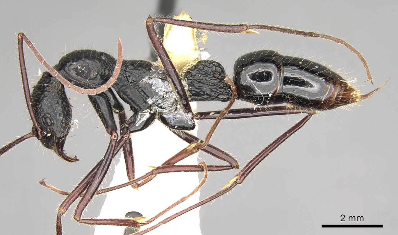 Image of Leptogenys caeciliae Viehmeyer 1912