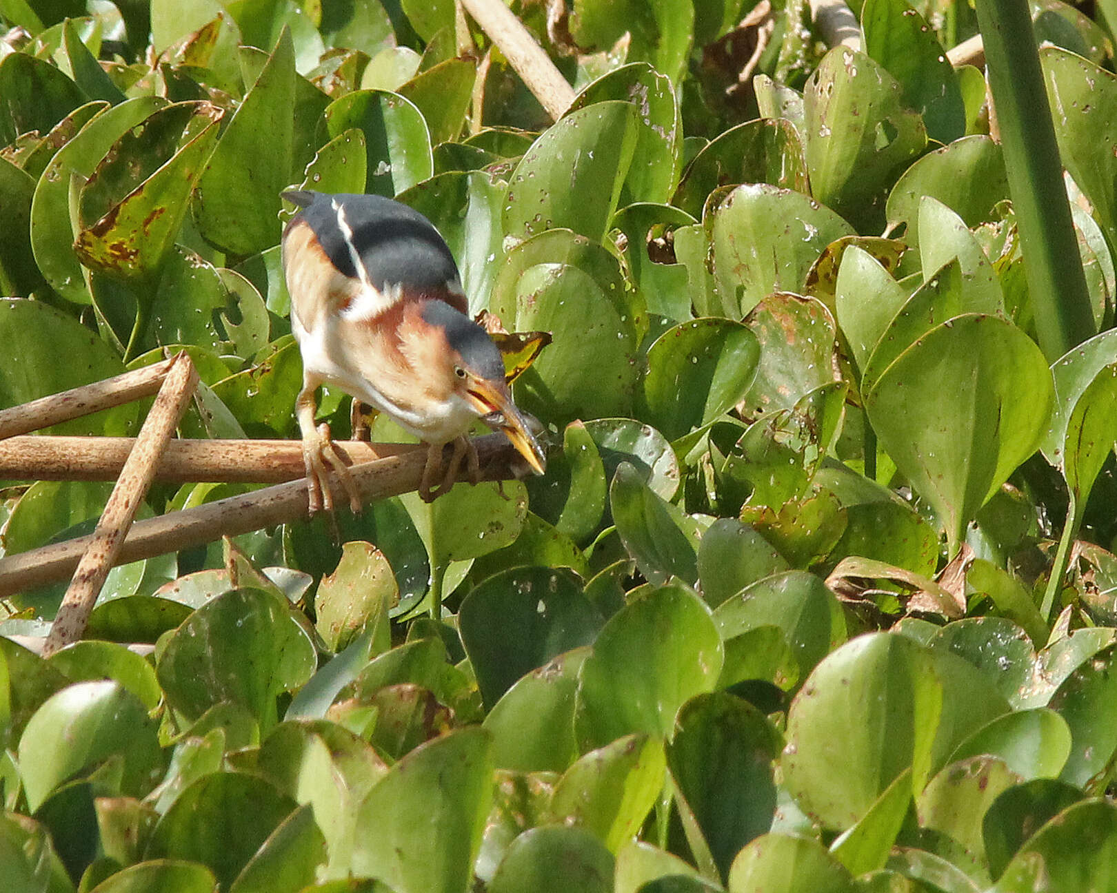 Image of Least Bittern