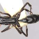 Leptogenys centralis Wheeler 1915 resmi