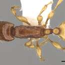 Image of Aenictus silvestrii Wheeler 1929