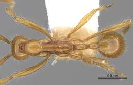 Image of Aenictus artipus Wilson 1964