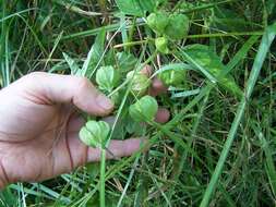 Physalis longifolia Nutt. resmi