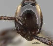 Image de Aenictus huonicus Wilson 1964