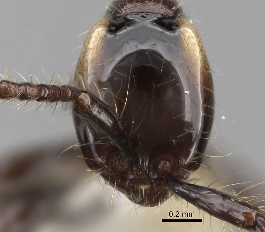 Image de Aenictus huonicus Wilson 1964