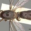 Image of Aenictus latiscapus Forel 1901