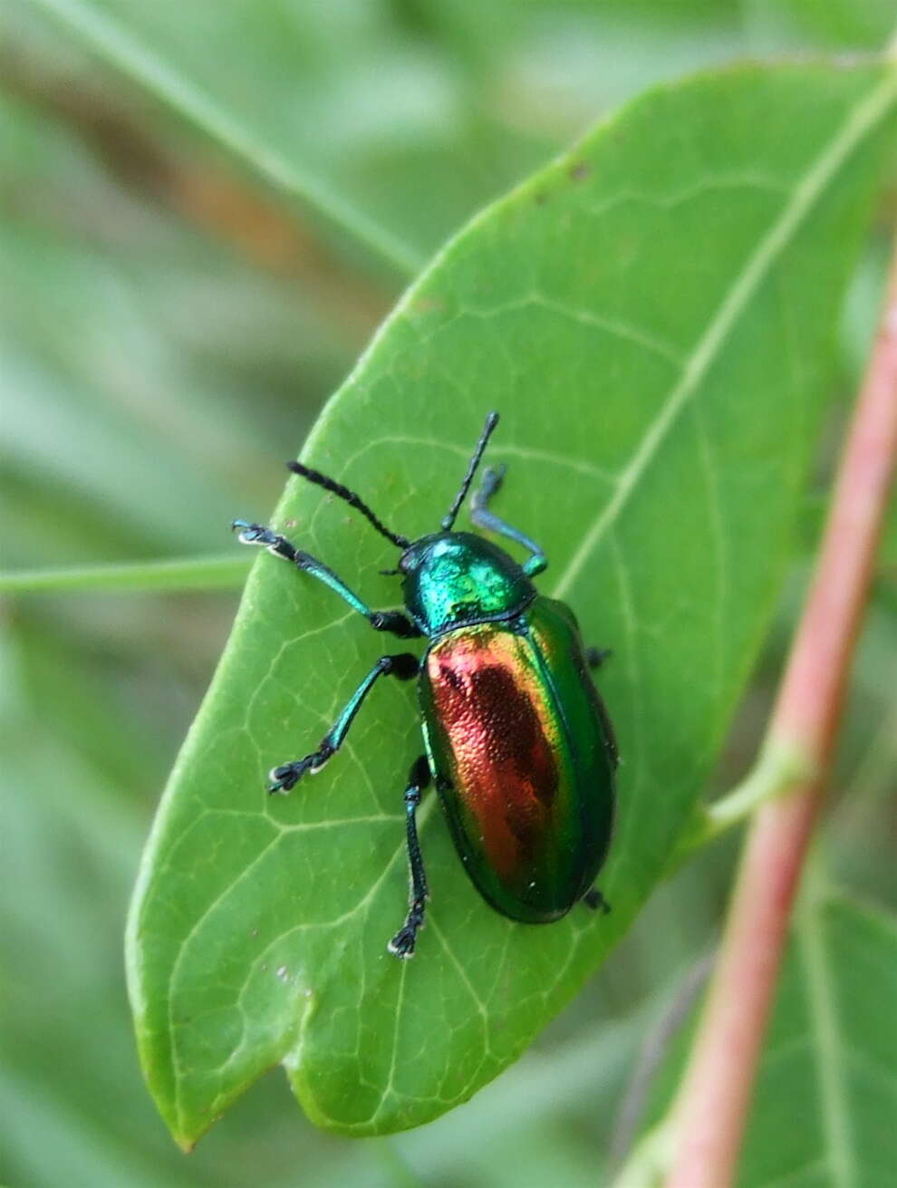 Image of Dogbane Beetle