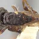 Imagem de Acanthostichus fuscipennis Emery 1895