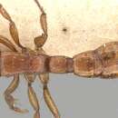 Image of Acanthostichus laticornis Forel 1908