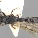Image of Cerapachys antennatus Smith 1857