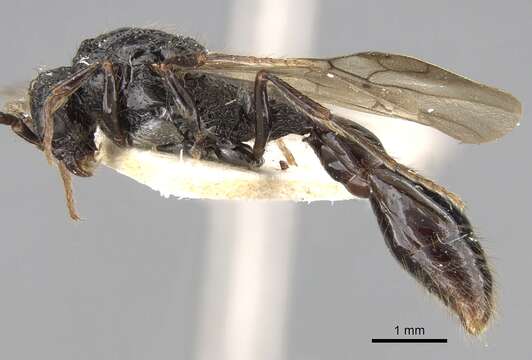 Image of Cerapachys