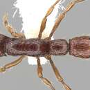Image of <i>Neocerapachys neotropicus</i>