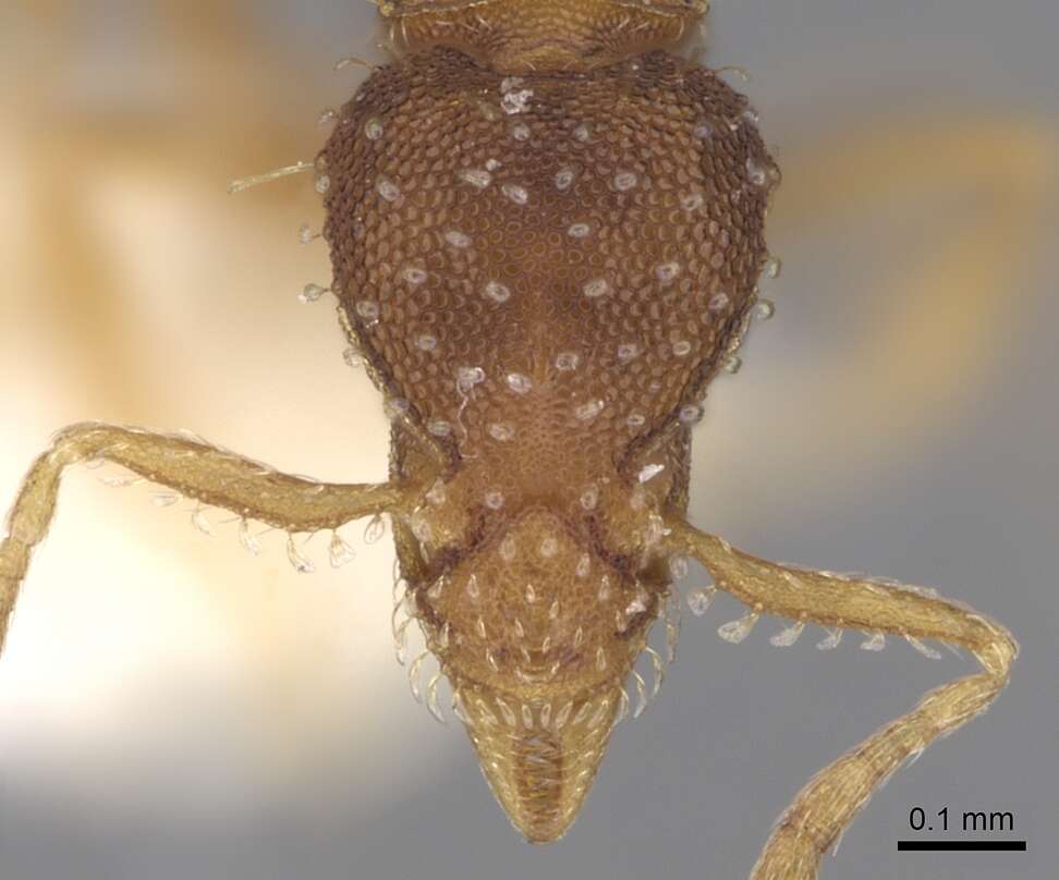 Image of Formicoidea