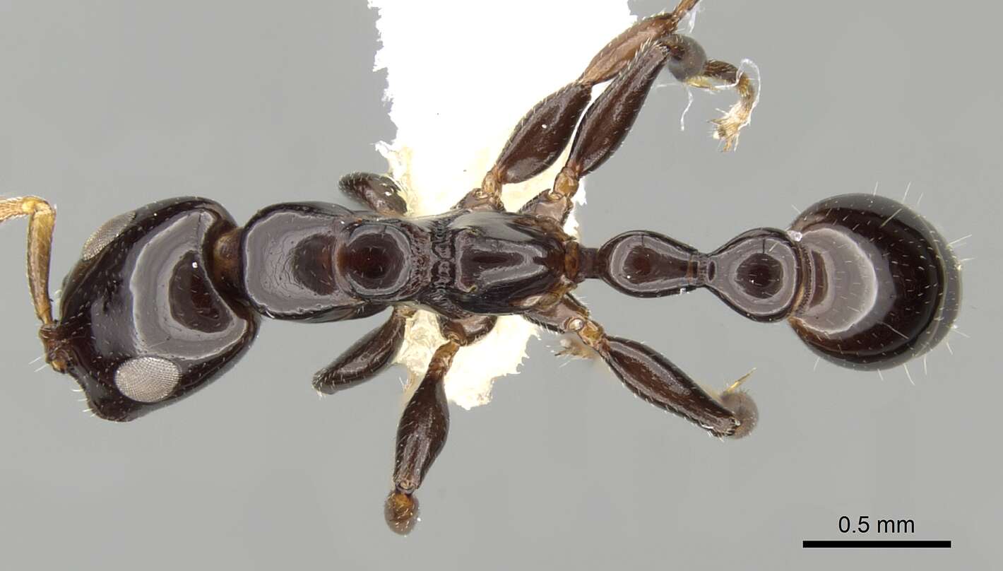 Image of Tetraponera bita