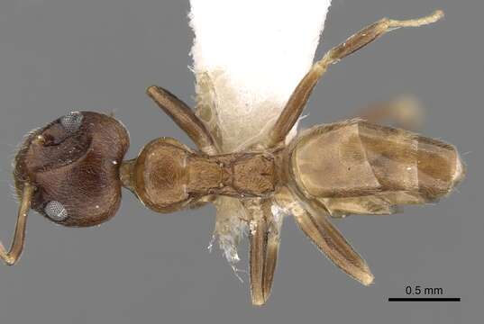 Image of Axinidris tridens (Arnold 1946)