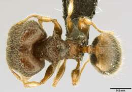 Image of Pheidole sexspinosa Mayr 1870