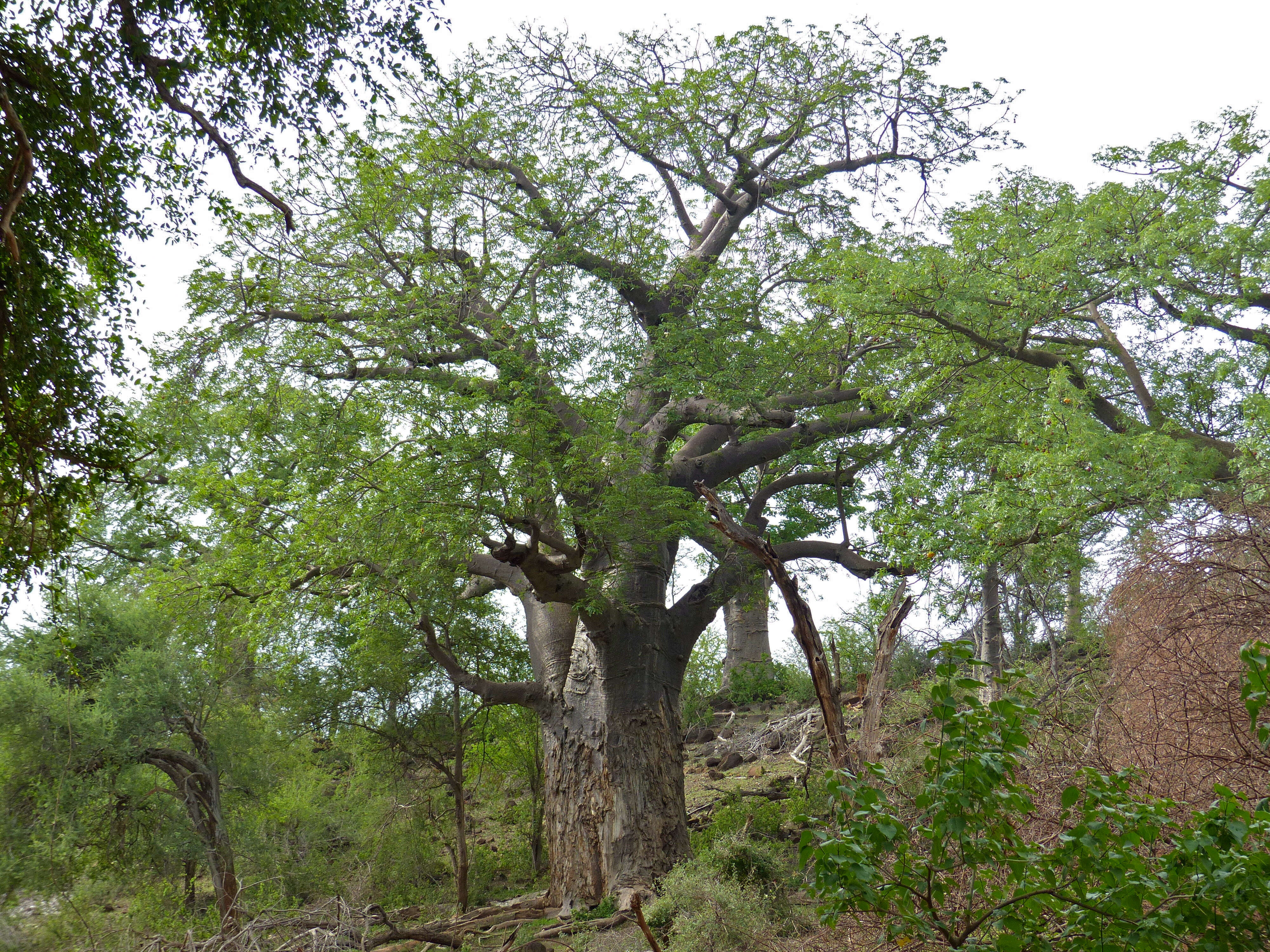 Image of African Baobab