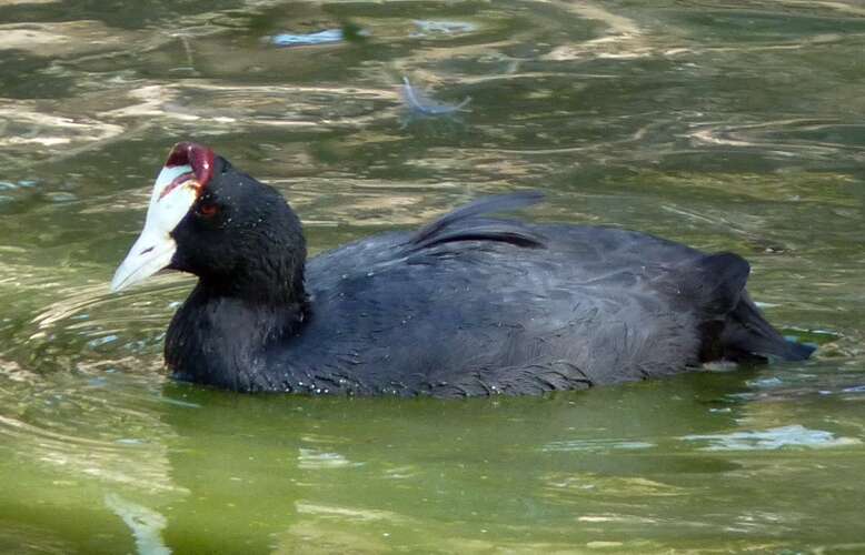 Image of Crested Coot