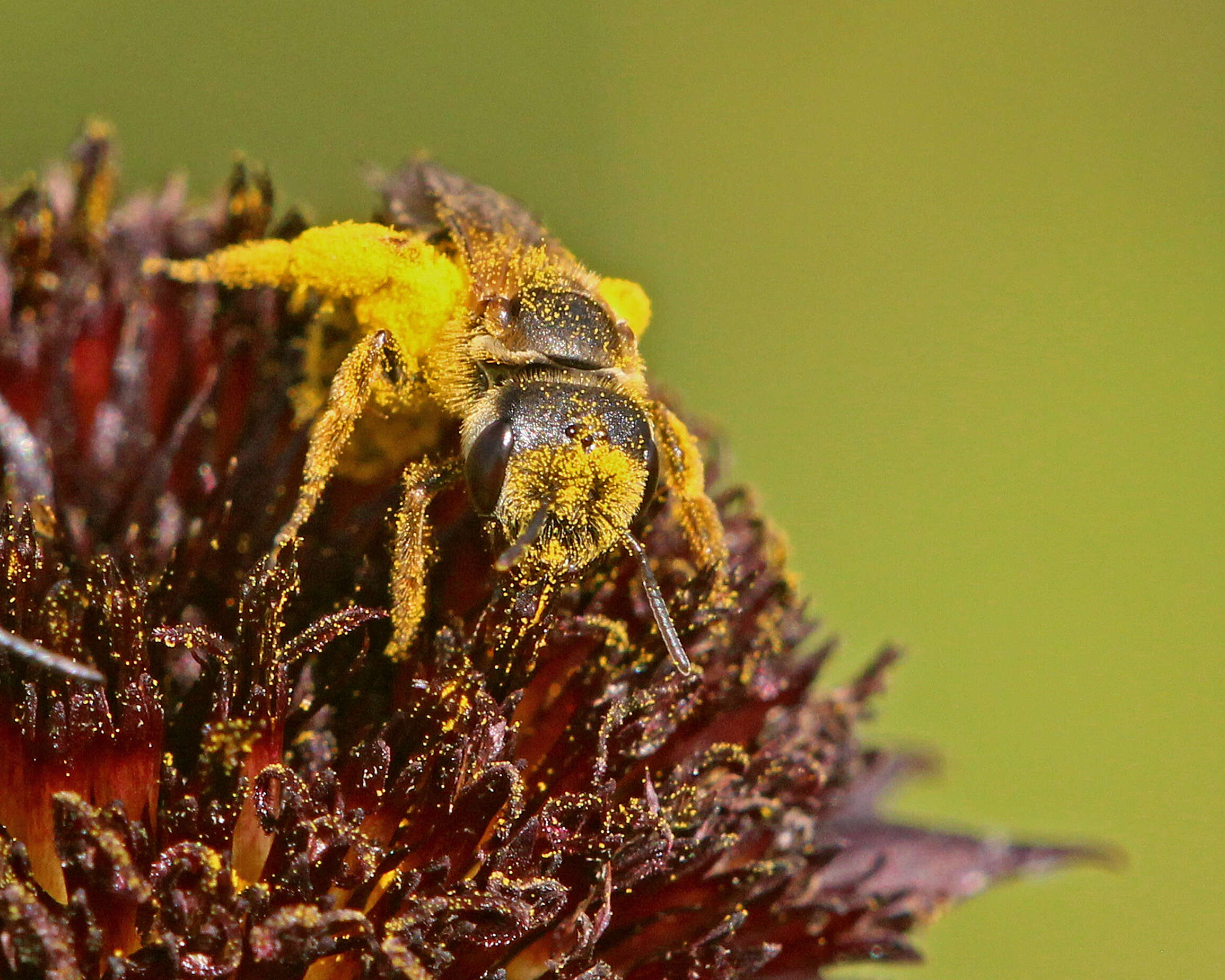 Image of Halictus poeyi Lepeletier 1841