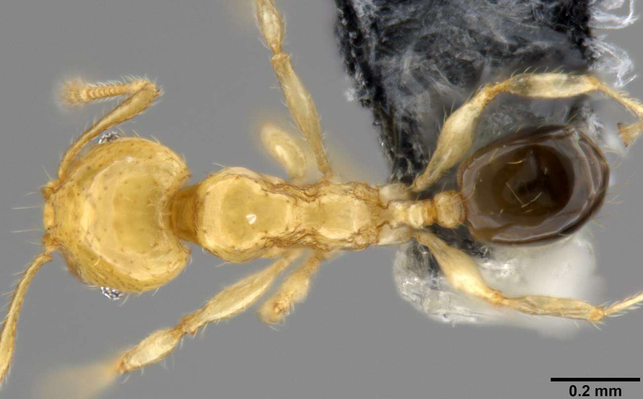 Image of Pheidole gambogia Donisthorpe 1948