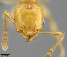 Image of Pheidole gambogia Donisthorpe 1948