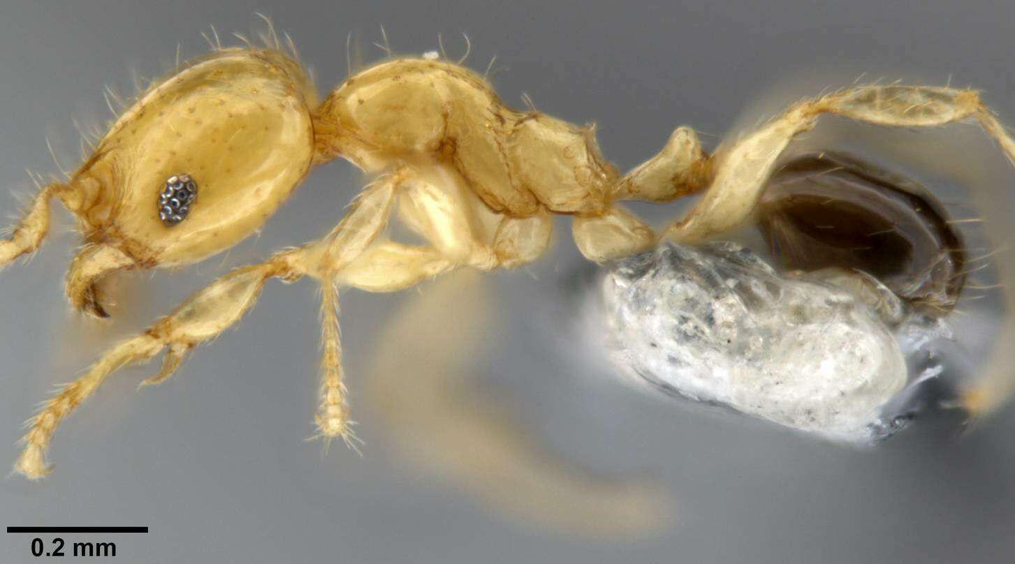 Image of Pheidole gambogia Donisthorpe 1948