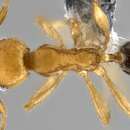 Image of Pheidole sericella Viehmeyer 1914