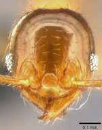 Image of Pheidole umbonata Mayr 1870