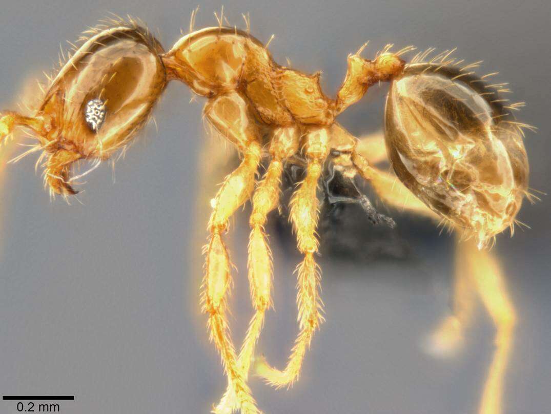 Image of Pheidole umbonata Mayr 1870