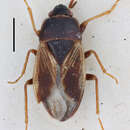 صورة Sweetolethaeus macchiaensis Slater & J. A. 1972