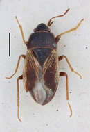 Image of Sweetolethaeus macchiaensis Slater & J. A. 1972