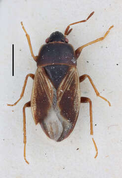 صورة Sweetolethaeus