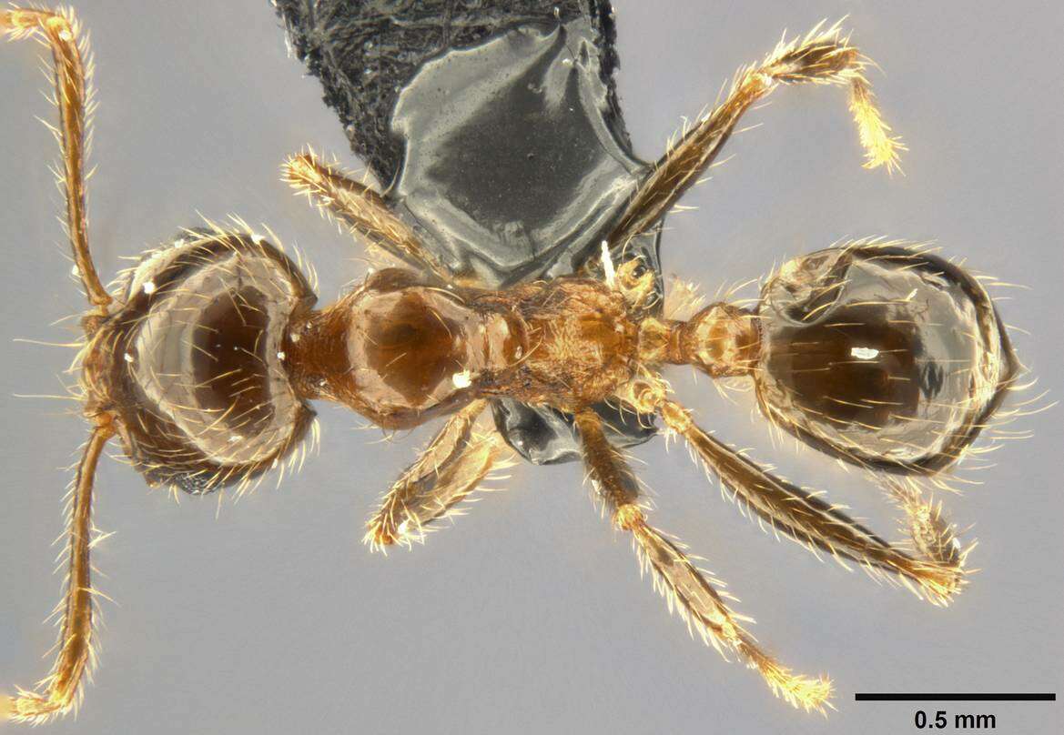 Image of Pheidole pallidula (Nylander 1849)