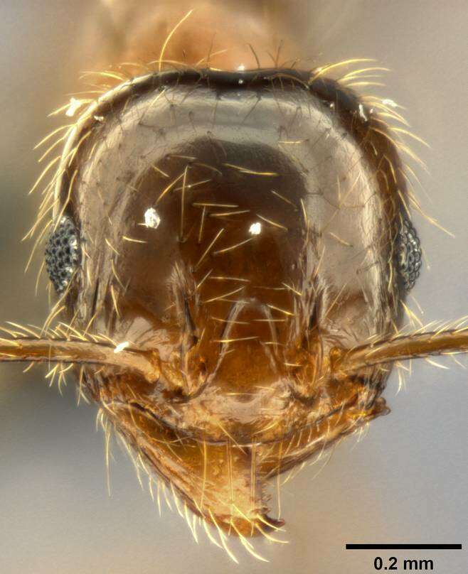 Image of Pheidole pallidula (Nylander 1849)