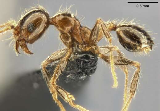 Image of Pheidole pallidula (Nylander 1849)