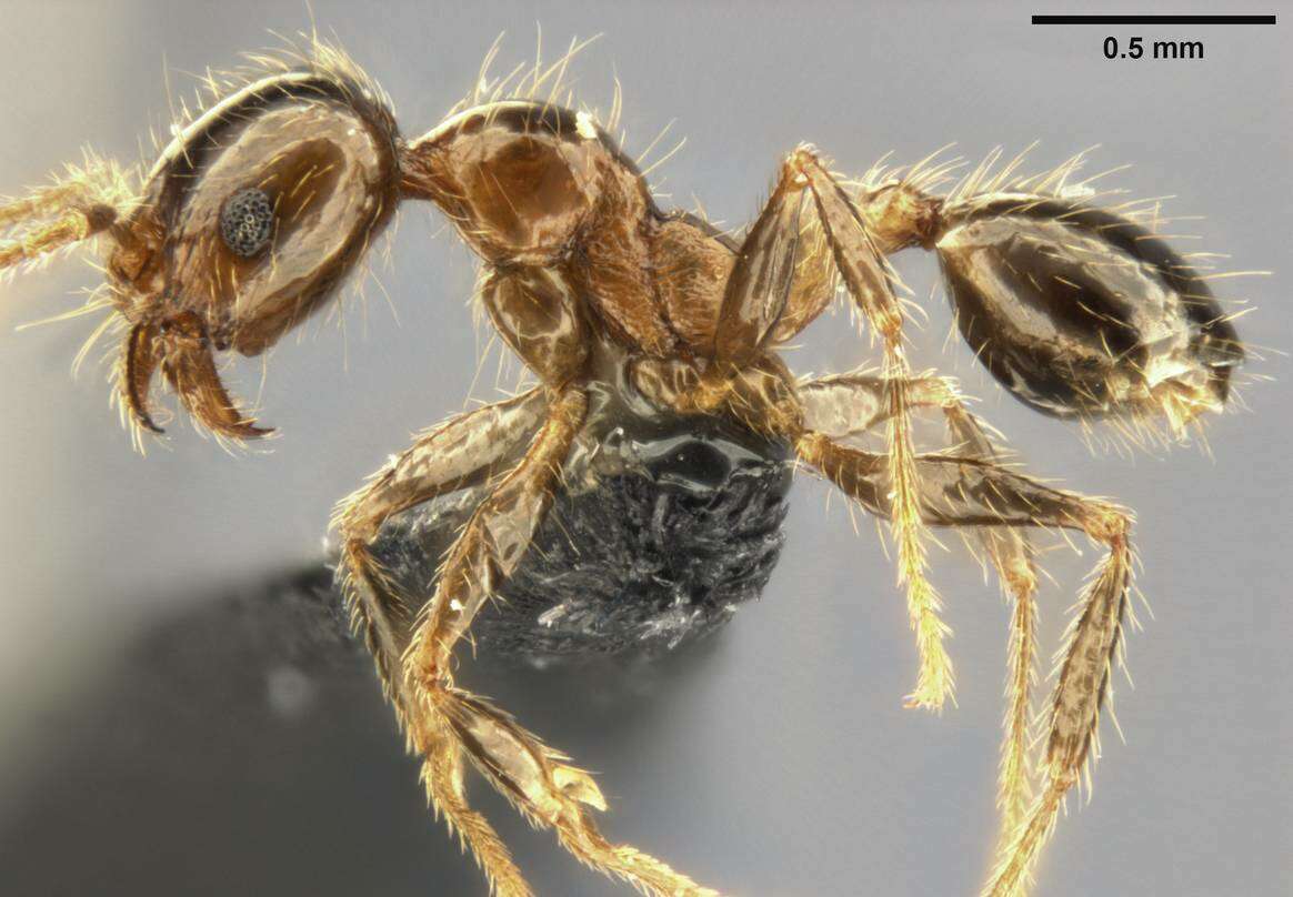 Image of Pheidole pallidula (Nylander 1849)