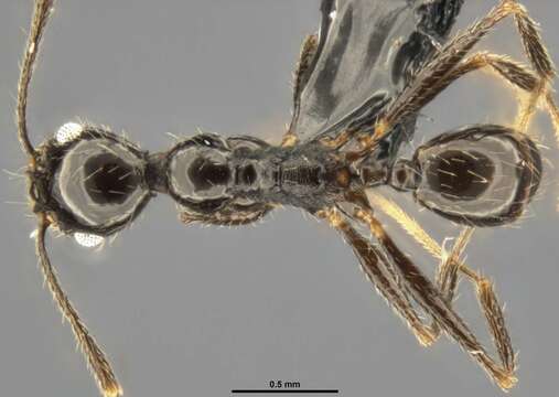 صورة Pheidole susannae Forel 1886