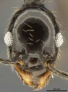 صورة Pheidole susannae Forel 1886