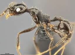 صورة Pheidole susannae Forel 1886