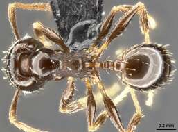 Image of Pheidole ceres Wheeler 1904