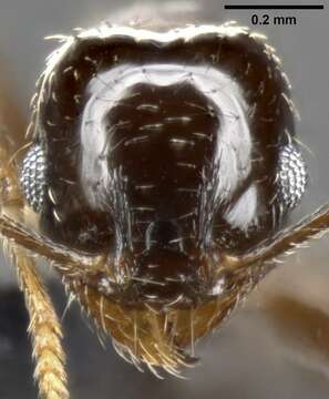 Image of Pheidole ceres Wheeler 1904