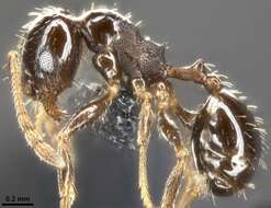 Image of Pheidole ceres Wheeler 1904