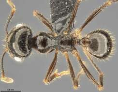 Image of Pheidole militicida Wheeler 1915