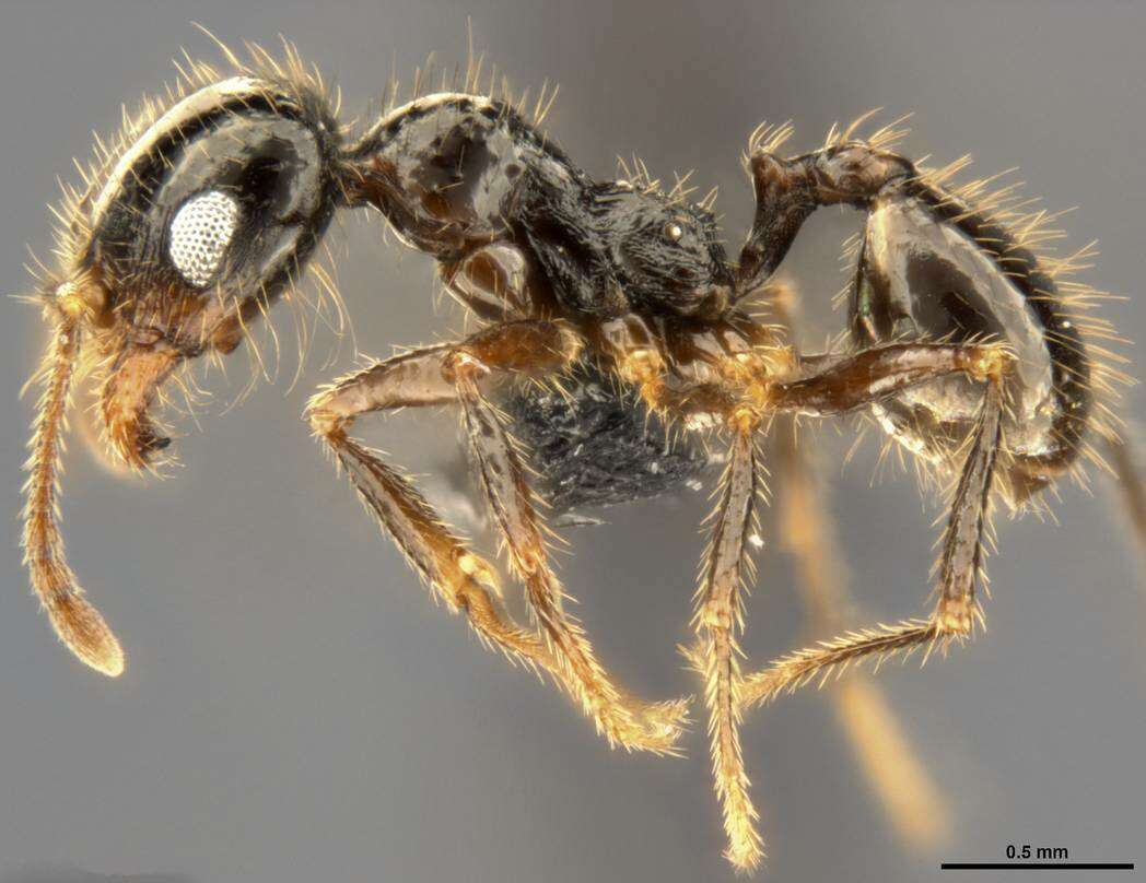 Image of Pheidole militicida Wheeler 1915