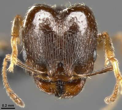 Image of Pheidole ceres Wheeler 1904