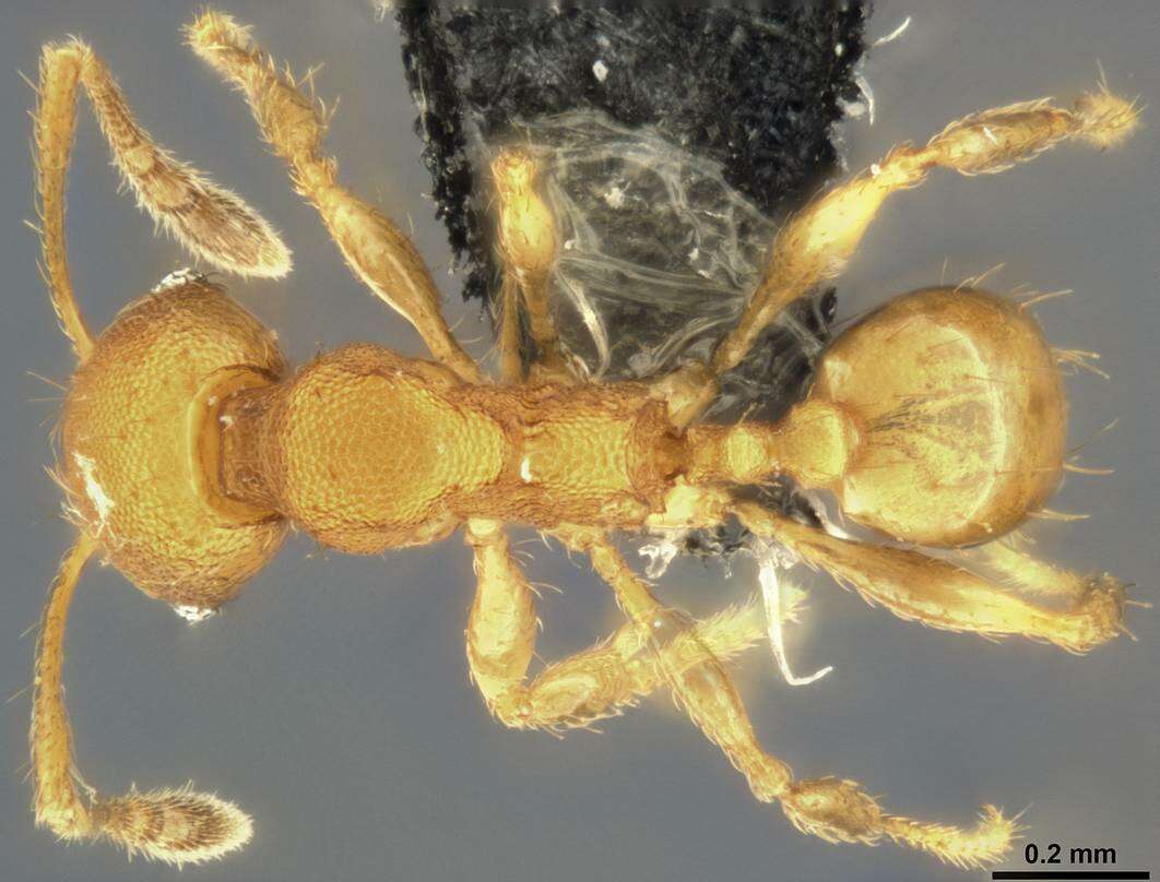 Image de Pheidole laminata Emery 1900