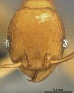 Image de Pheidole laminata Emery 1900